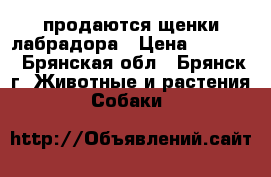 продаются щенки лабрадора › Цена ­ 5 000 - Брянская обл., Брянск г. Животные и растения » Собаки   